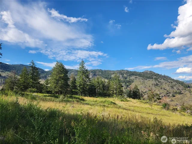 a view of a forest with trees