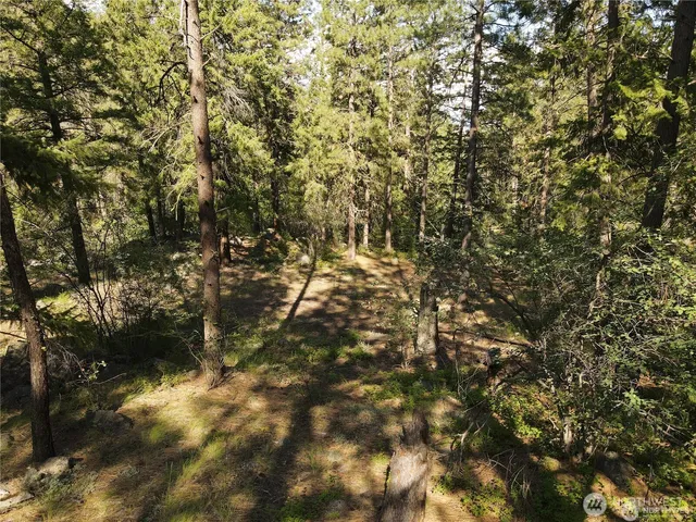 a view of a yard with a trees