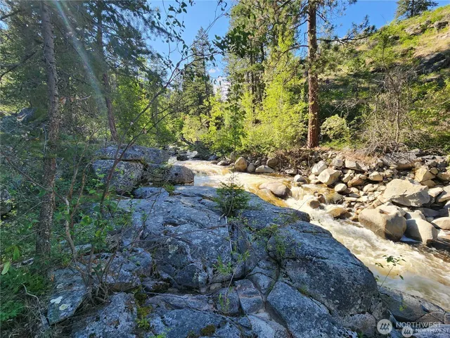 a view of a yard with plants and large trees