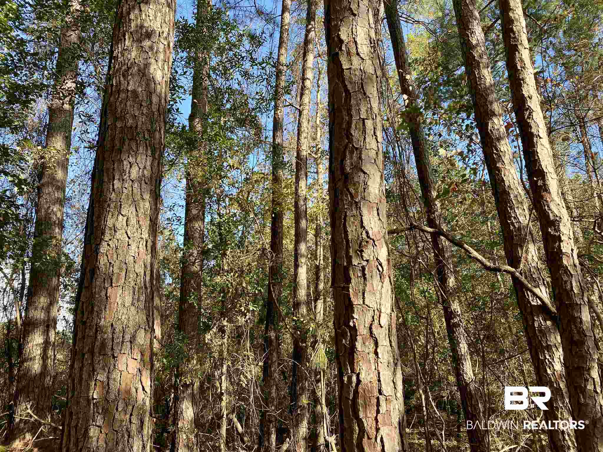 0 County Road 19 Chatom, AL 36518 - Photo 3 of 18