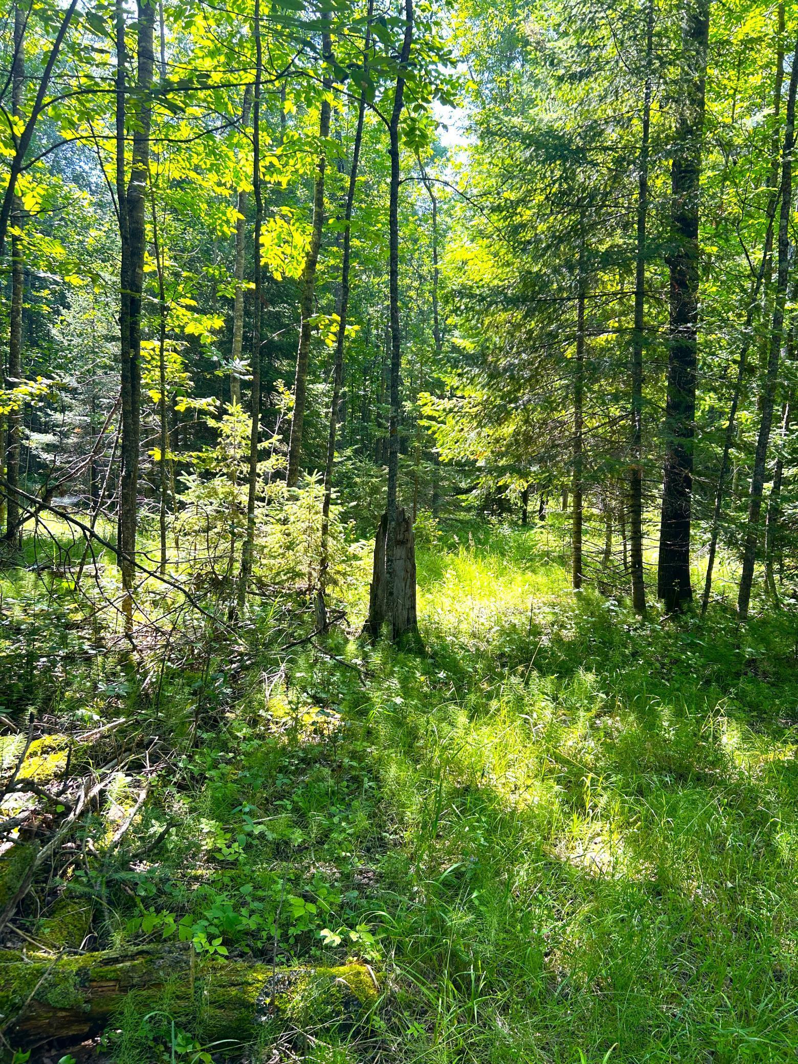 16779 Angle Shoreline Angle Inlet, MN 56711 - Photo 32 of 53