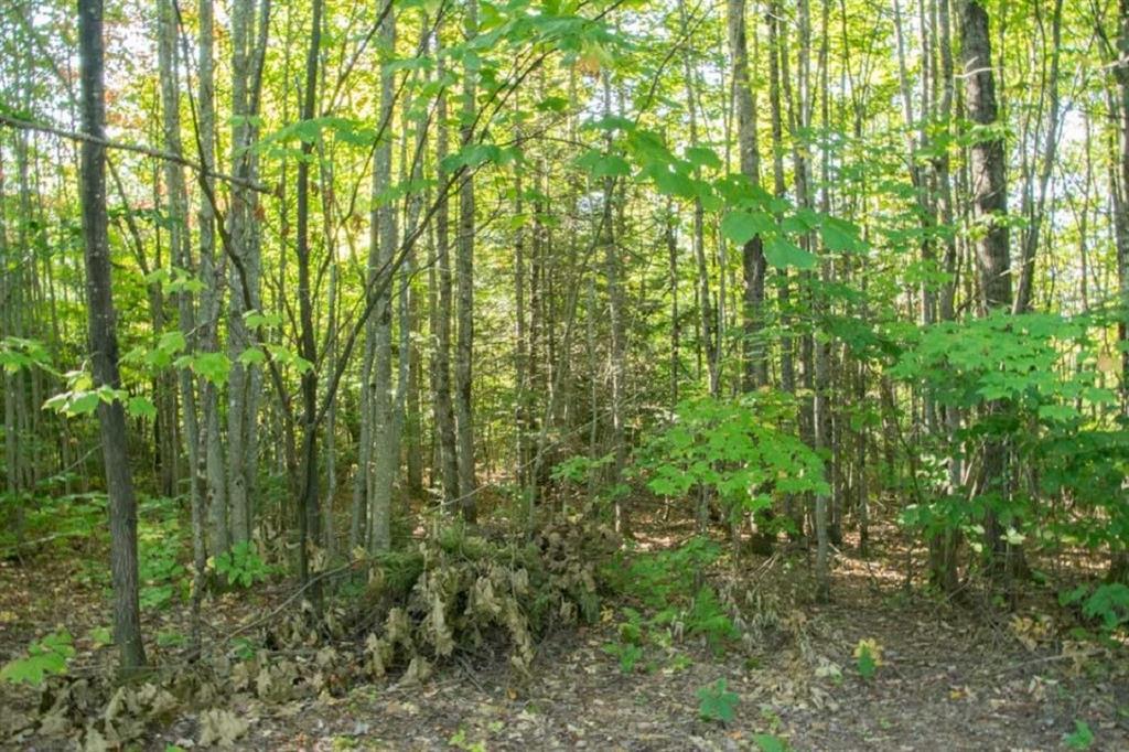 69 Harlin Road Garland, ME 04939 - Photo 14 of 14 Young hardwood forest land