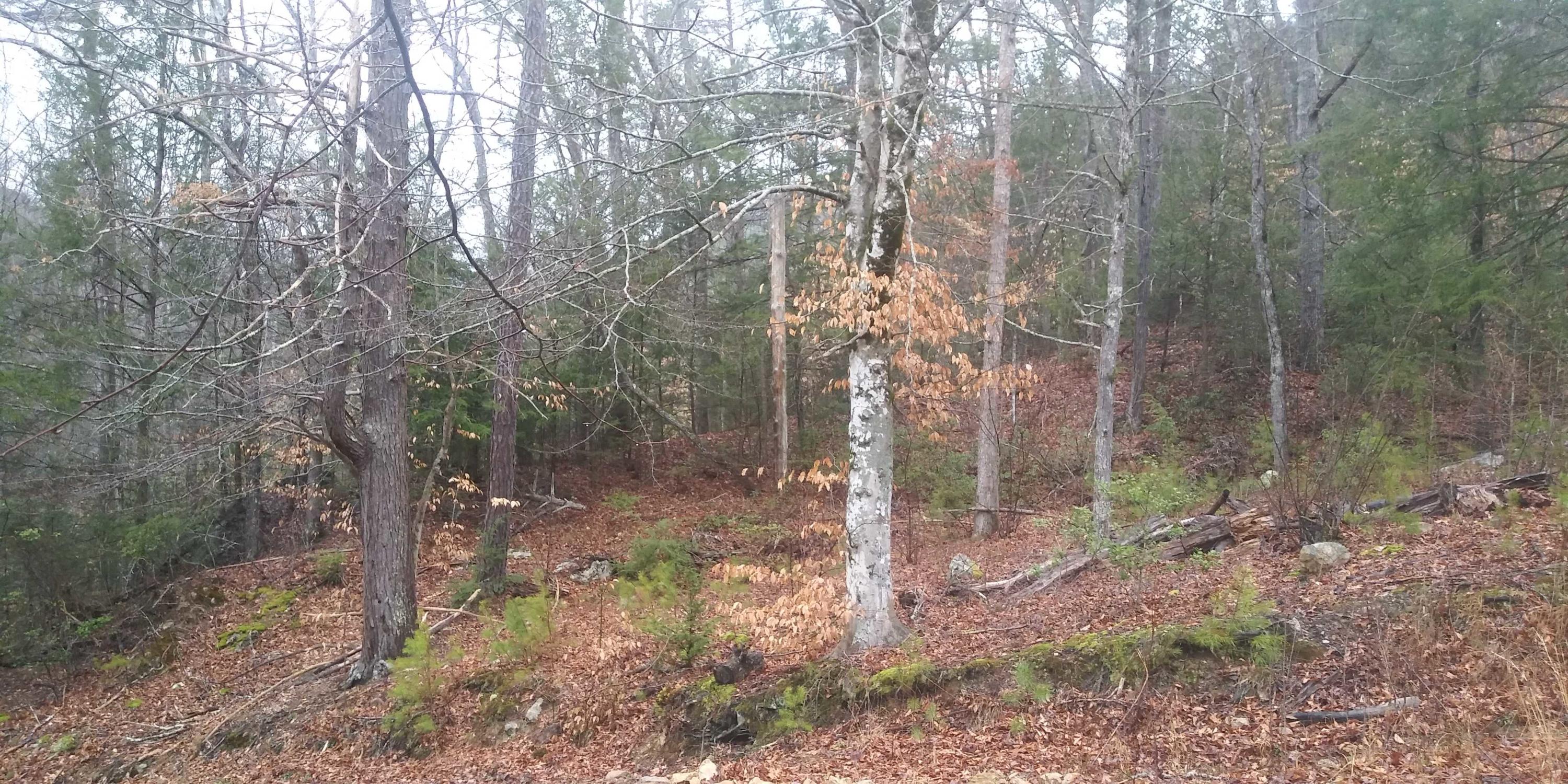 Lot 8 Leo Sharp Road Sevierville, TN 37862 - Photo 1 of 7 20200224_092204