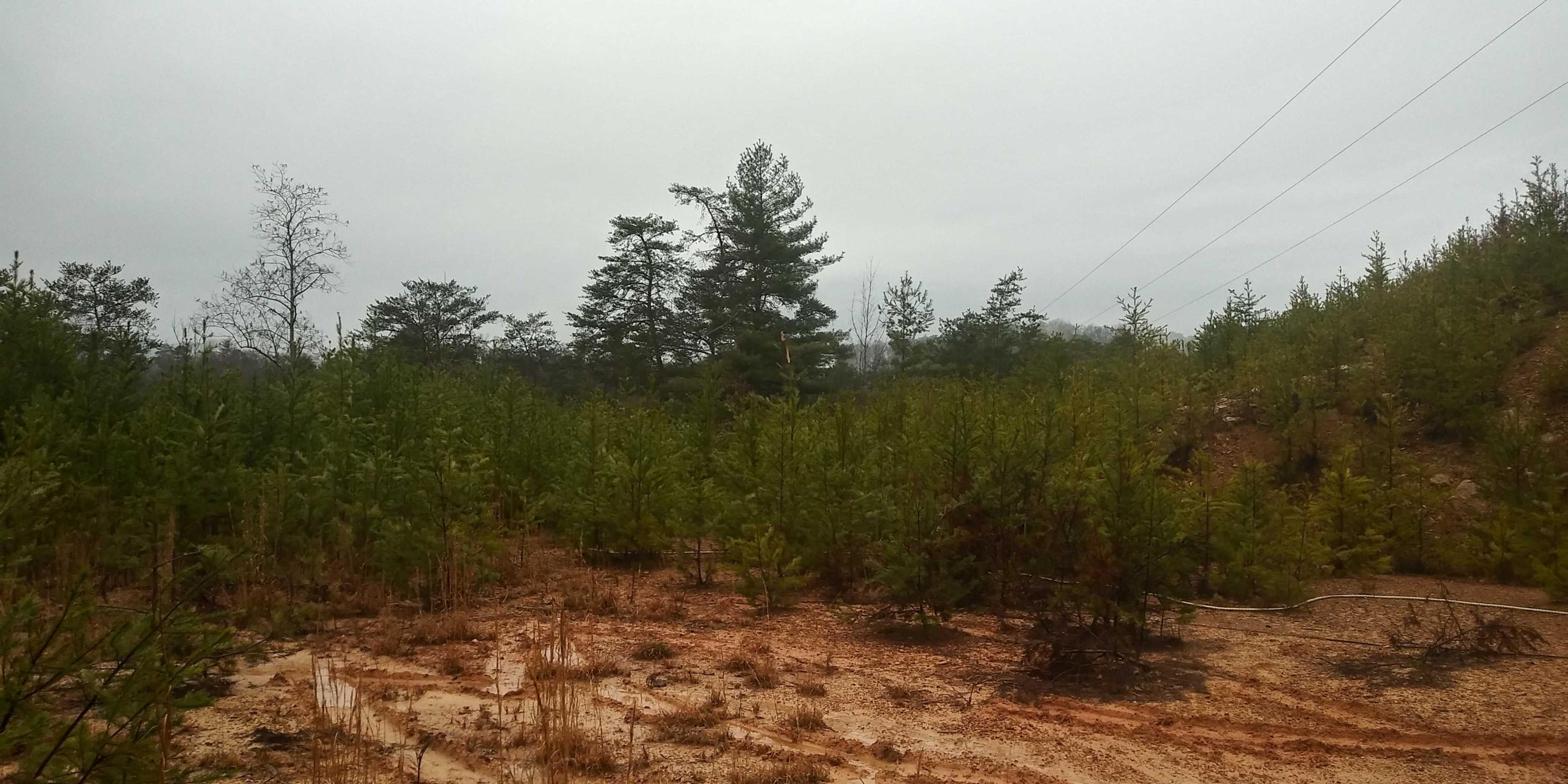 Lot 8 Leo Sharp Road Sevierville, TN 37862 - Photo 3 of 7 20200224_091851_HDR