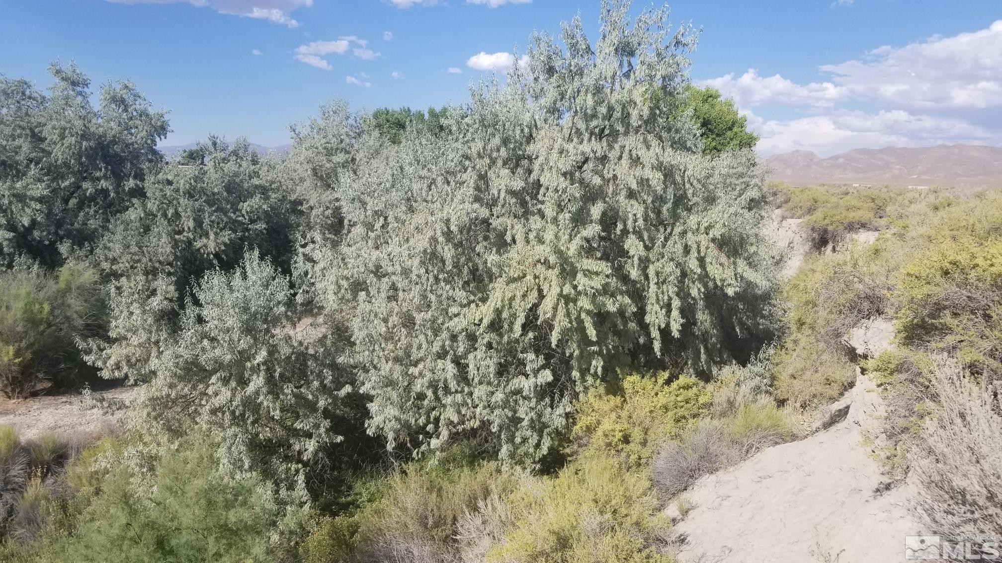200 Raymond Road Lovelock, NV 89419 - Photo 5 of 18 a view of a yard with a tree