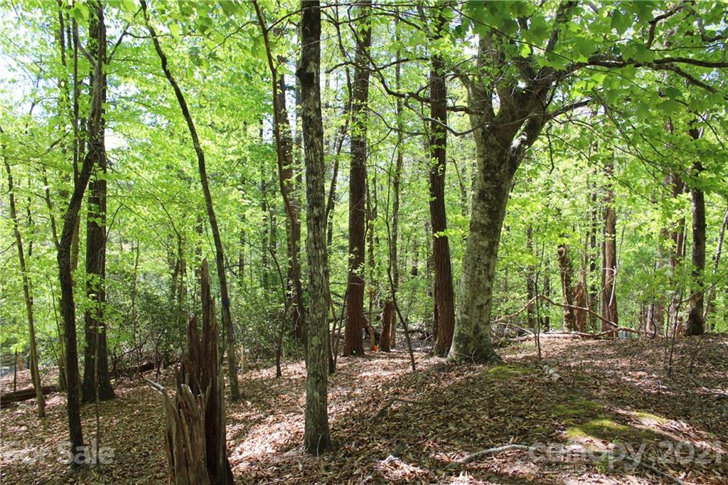 369 Mallard Road Lake Lure, NC 28746 - Photo 9 of 47 Gallery Image 9