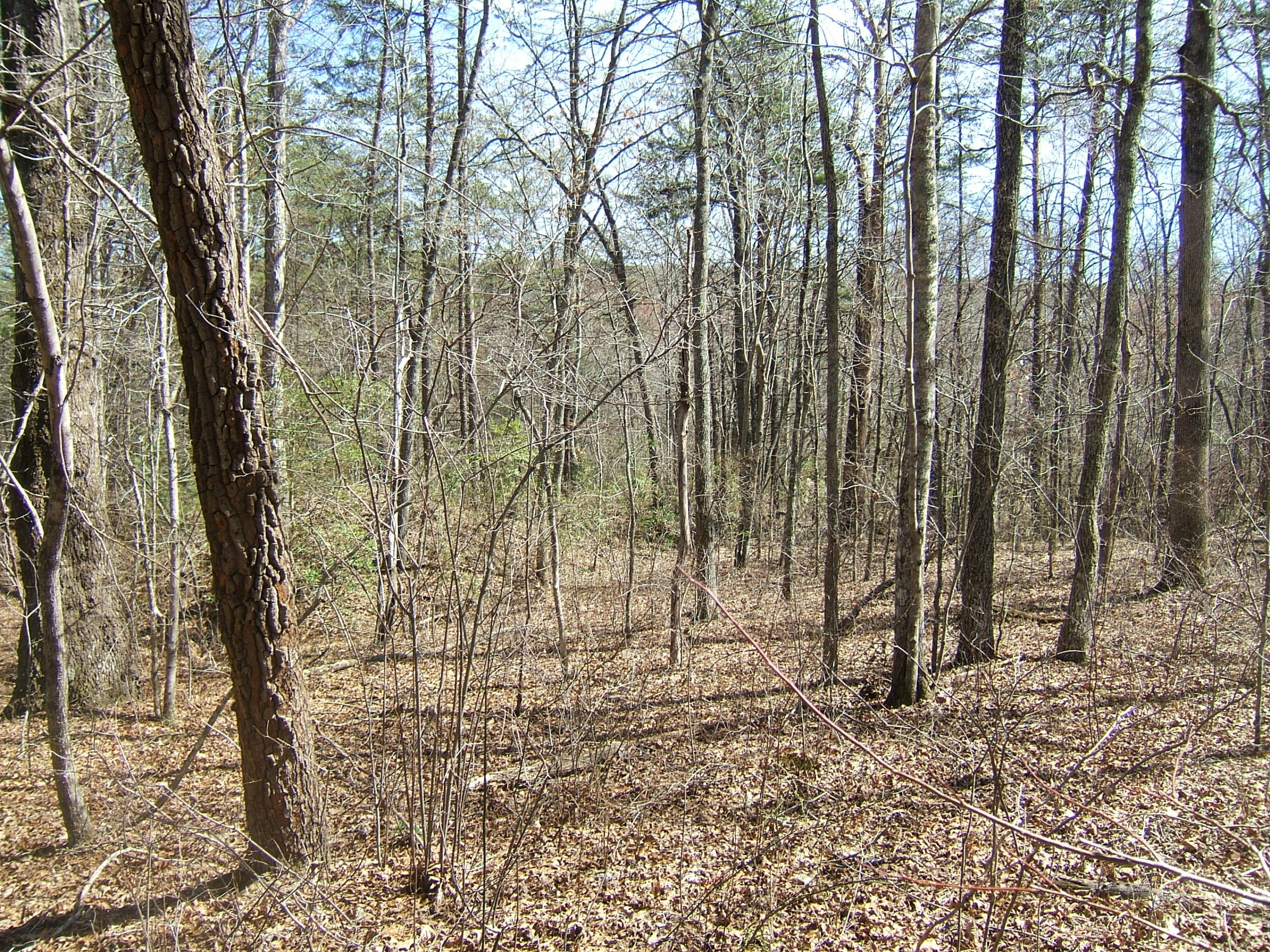11 Fernhill Road, Unit 11 Pikeville, TN 37367 - Photo 12 of 17 McKleroy lot 3-16-2016 008