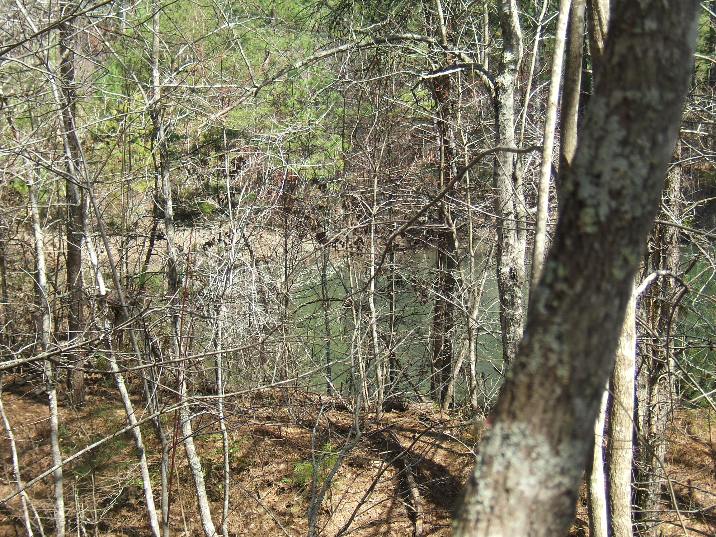 11 Fernhill Road, Unit 11 Pikeville, TN 37367 - Photo 16 of 17 McKleroy lot 3-16-2016 012