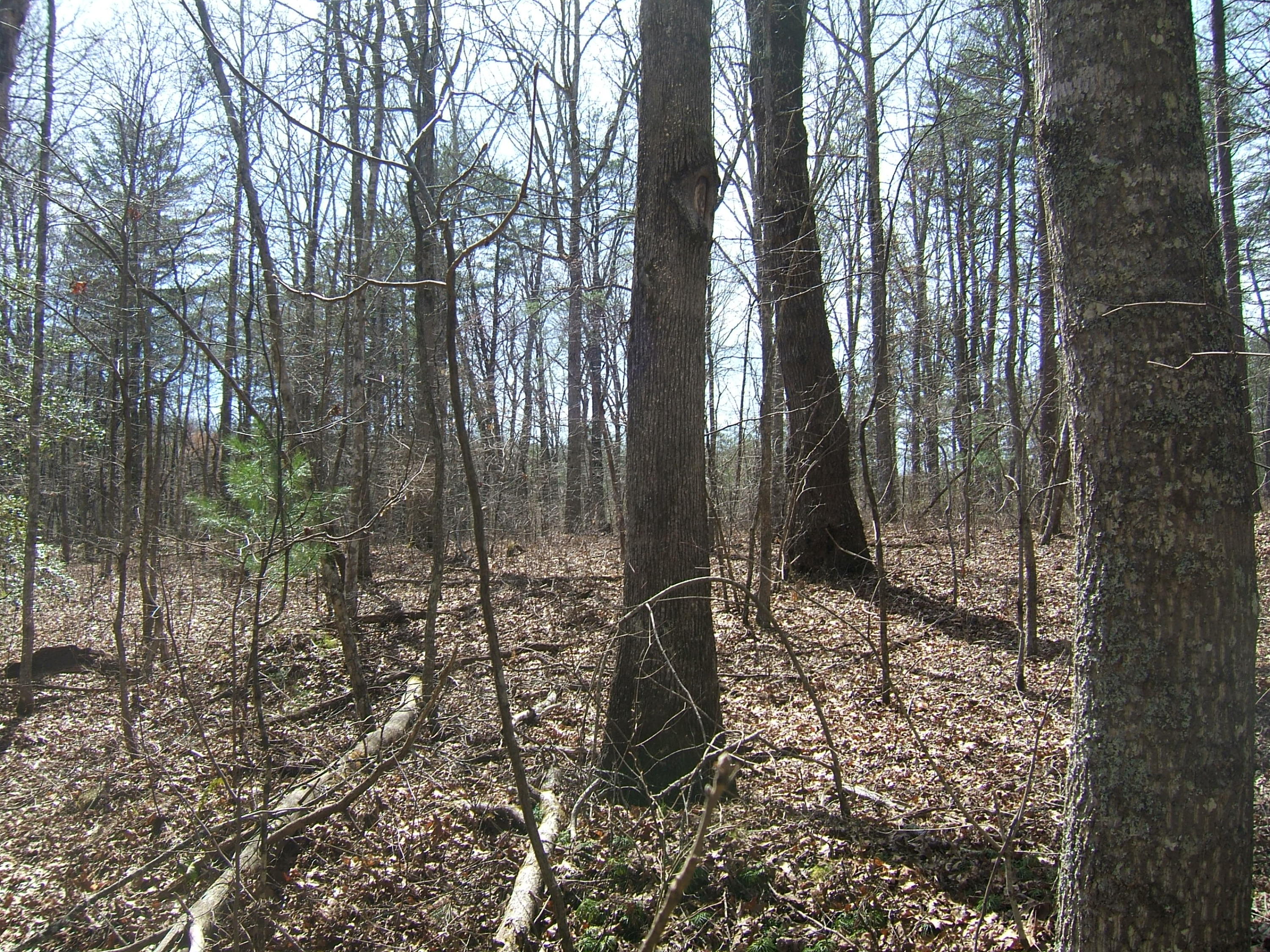 11 Fernhill Road, Unit 11 Pikeville, TN 37367 - Photo 17 of 17 McKleroy lot 3-16-2016 018