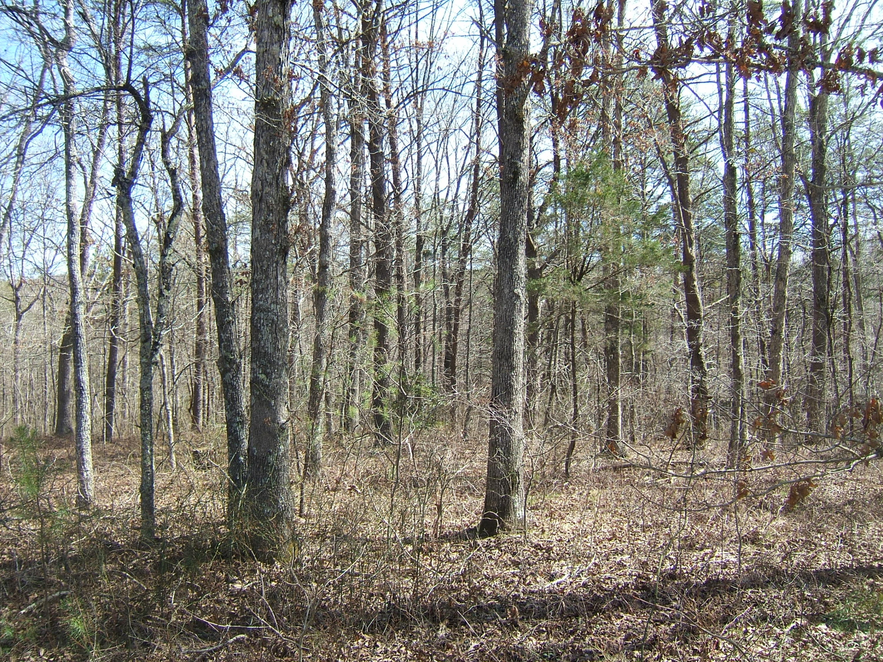 11 Fernhill Road, Unit 11 Pikeville, TN 37367 - Photo 5 of 17 McKleroy lot 3-16-2016 002