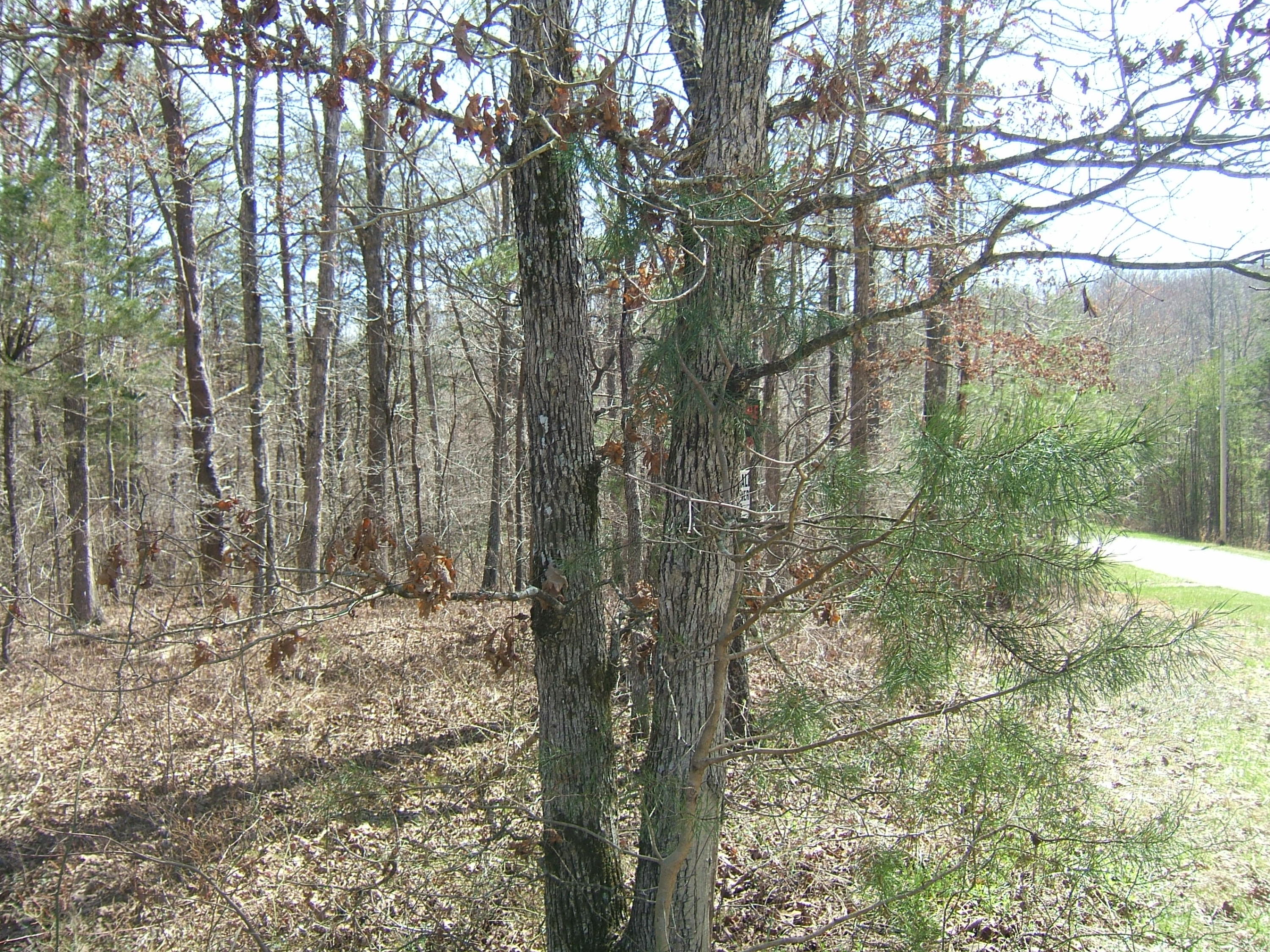 11 Fernhill Road, Unit 11 Pikeville, TN 37367 - Photo 7 of 17 McKleroy lot 3-16-2016 003