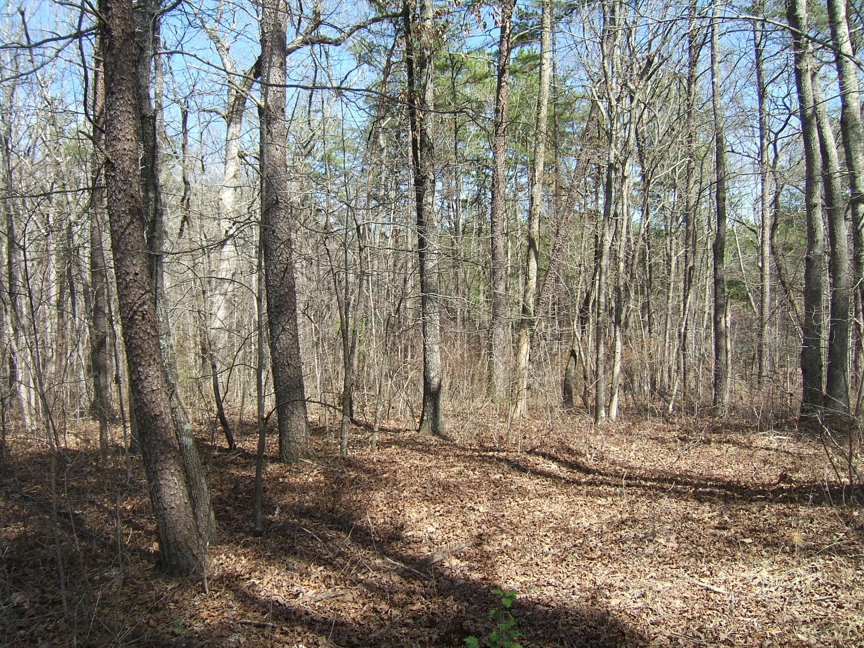 11 Fernhill Road, Unit 11 Pikeville, TN 37367 - Photo 8 of 17 McKleroy lot 3-16-2016 004