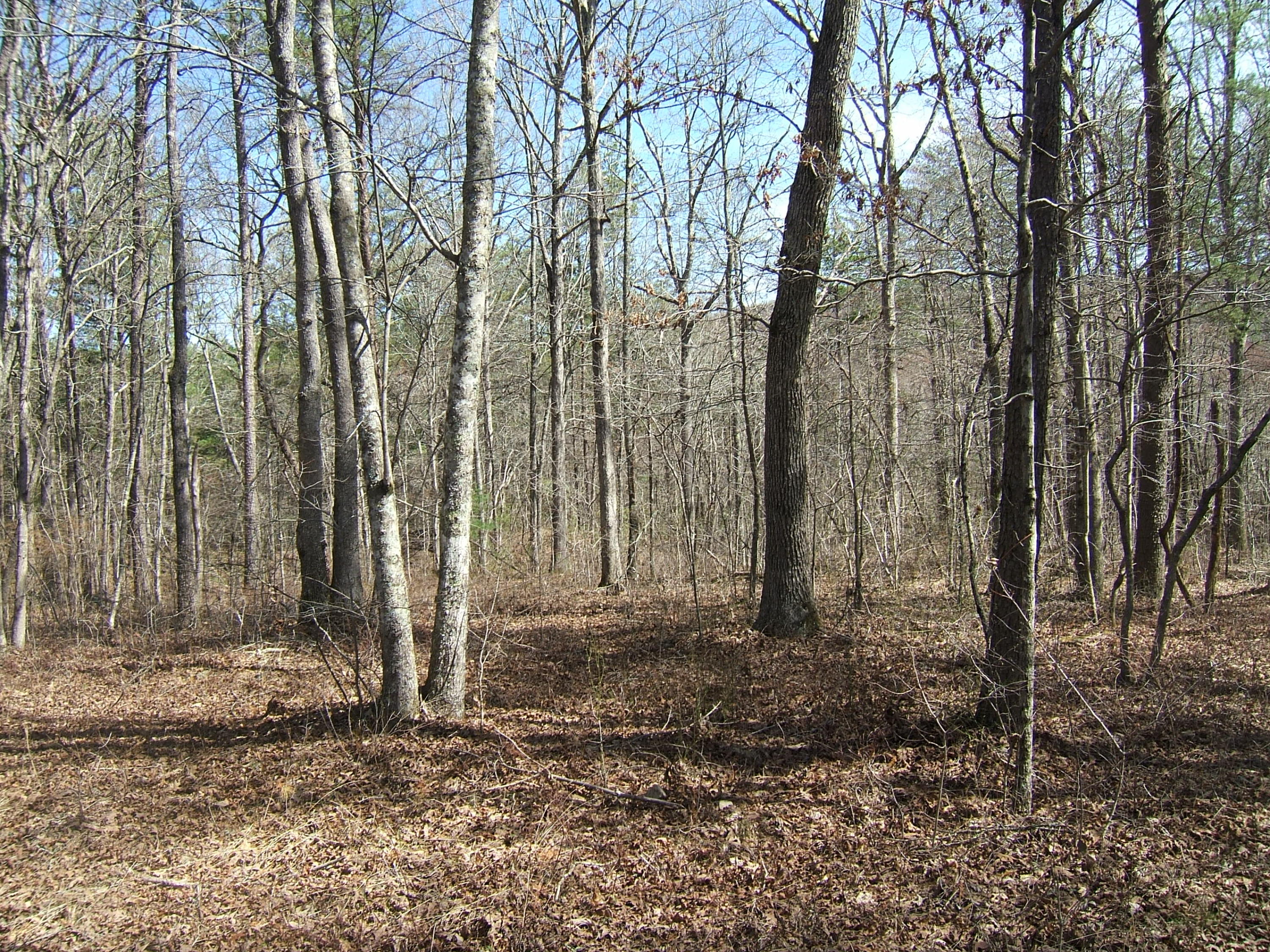 11 Fernhill Road, Unit 11 Pikeville, TN 37367 - Photo 9 of 17 McKleroy lot 3-16-2016 005