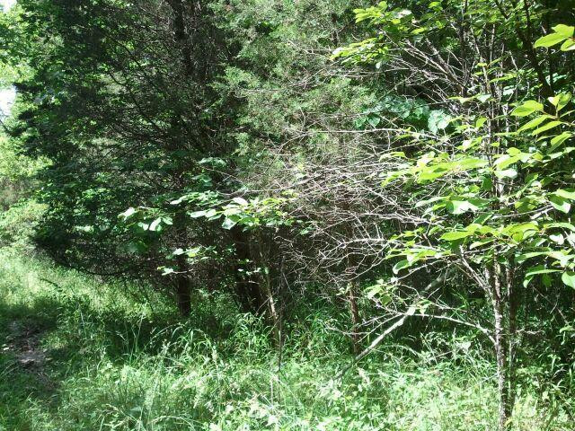 0 Bloodhound Road Dry Ridge, KY 41035 - Photo 4 of 4