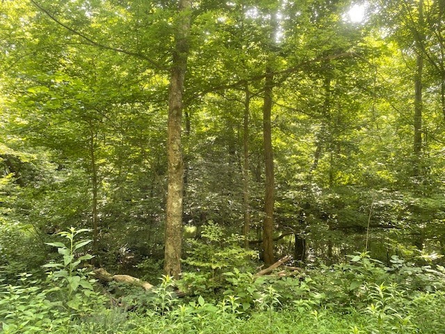 0 Mccollum Road Hurricane Mills, TN 37078 - Photo 13 of 20 a view of a tree