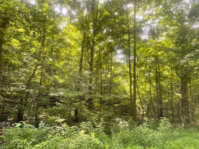 0 Mccollum Road Hurricane Mills, TN 37078 - Photo 14 of 20 a view of a yard