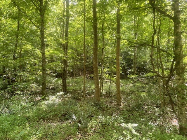 0 Mccollum Road Hurricane Mills, TN 37078 - Photo 15 of 20 a view of a yard
