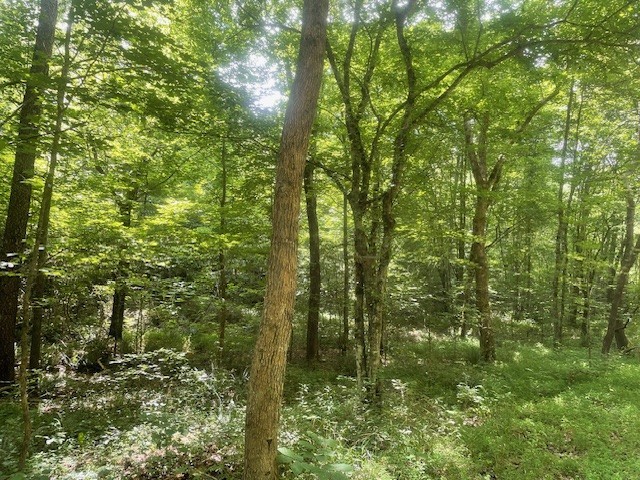 0 Mccollum Road Hurricane Mills, TN 37078 - Photo 16 of 20 a view of a yard