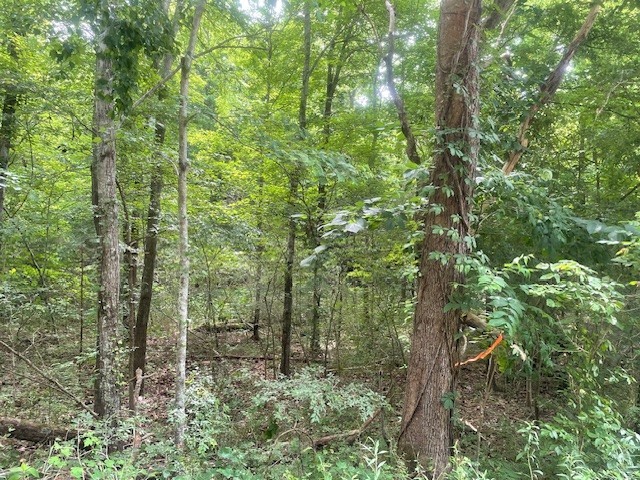 0 Mccollum Road Hurricane Mills, TN 37078 - Photo 18 of 20 a view of a forest