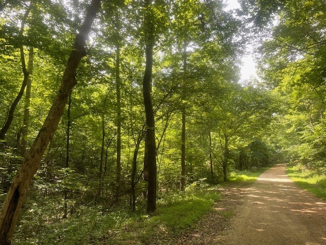 0 Mccollum Road Hurricane Mills, TN 37078 - Photo 19 of 20 a backyard of a house with lots of trees