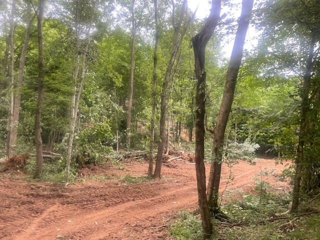 0 Mccollum Road Hurricane Mills, TN 37078 - Photo 2 of 20 a view of outdoor space and trees