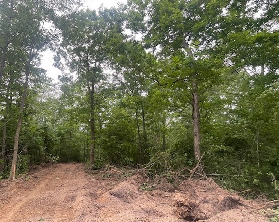 0 Mccollum Road Hurricane Mills, TN 37078 - Photo 4 of 20 a view of a forest with trees in the background
