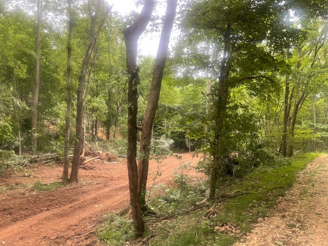0 Mccollum Road Hurricane Mills, TN 37078 - Photo 7 of 20 a view of a forest with trees