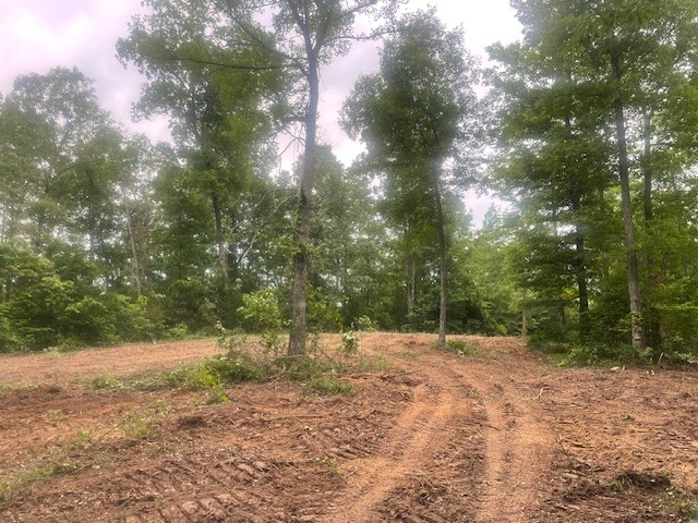 0 Mccollum Road Hurricane Mills, TN 37078 - Photo 8 of 20 a view of a forest with trees