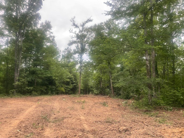 0 Mccollum Road Hurricane Mills, TN 37078 - Photo 9 of 20 a view of a yard with a tree