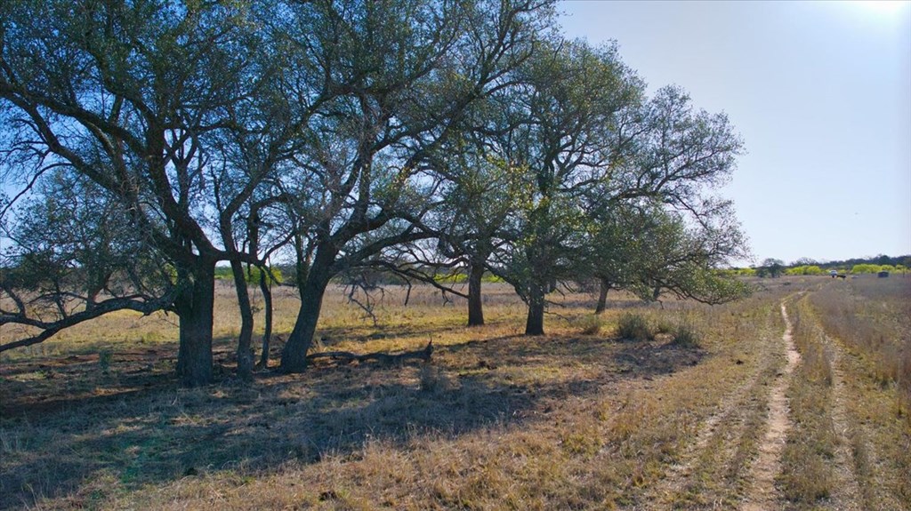 362 Jacoby Lane Hext, TX 76848 - Photo 14 of 36 a view of dirt yard with a tree
