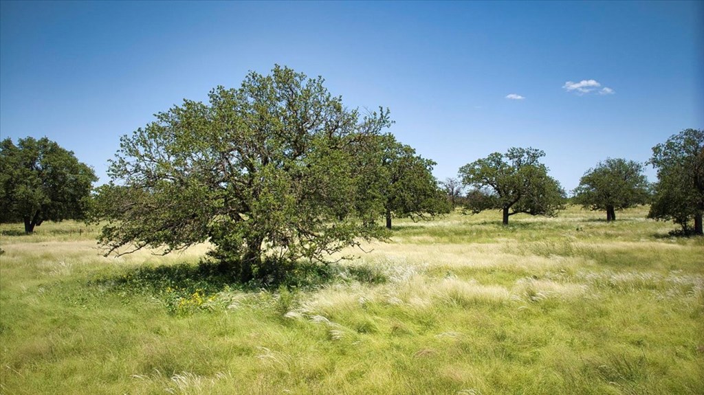 362 Jacoby Lane Hext, TX 76848 - Photo 20 of 36 a view of a green field with trees