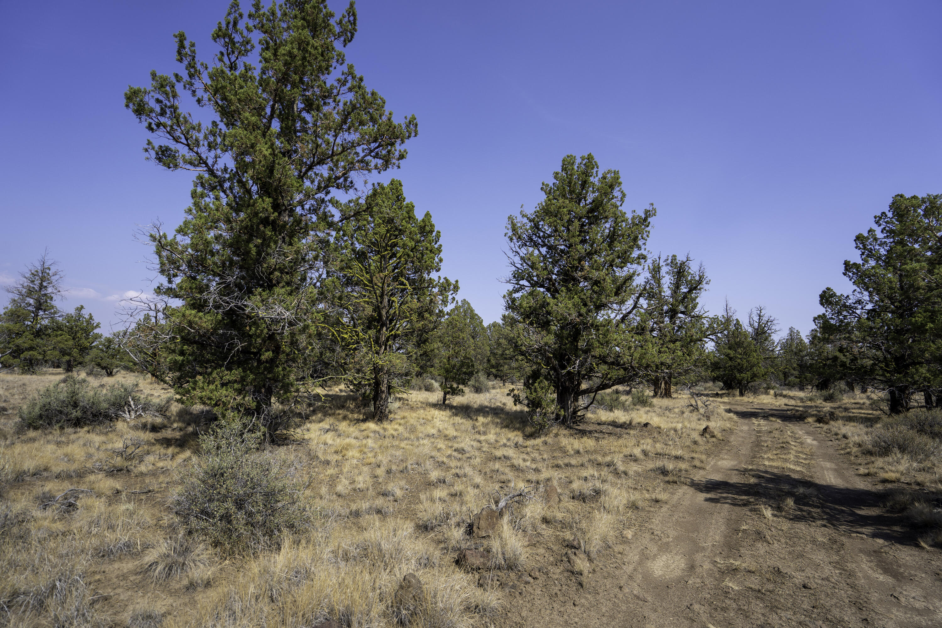 69740 McKenzie Canyon Road Sisters, OR 97759 - Photo 36 of 45 BLM Road East Property Line