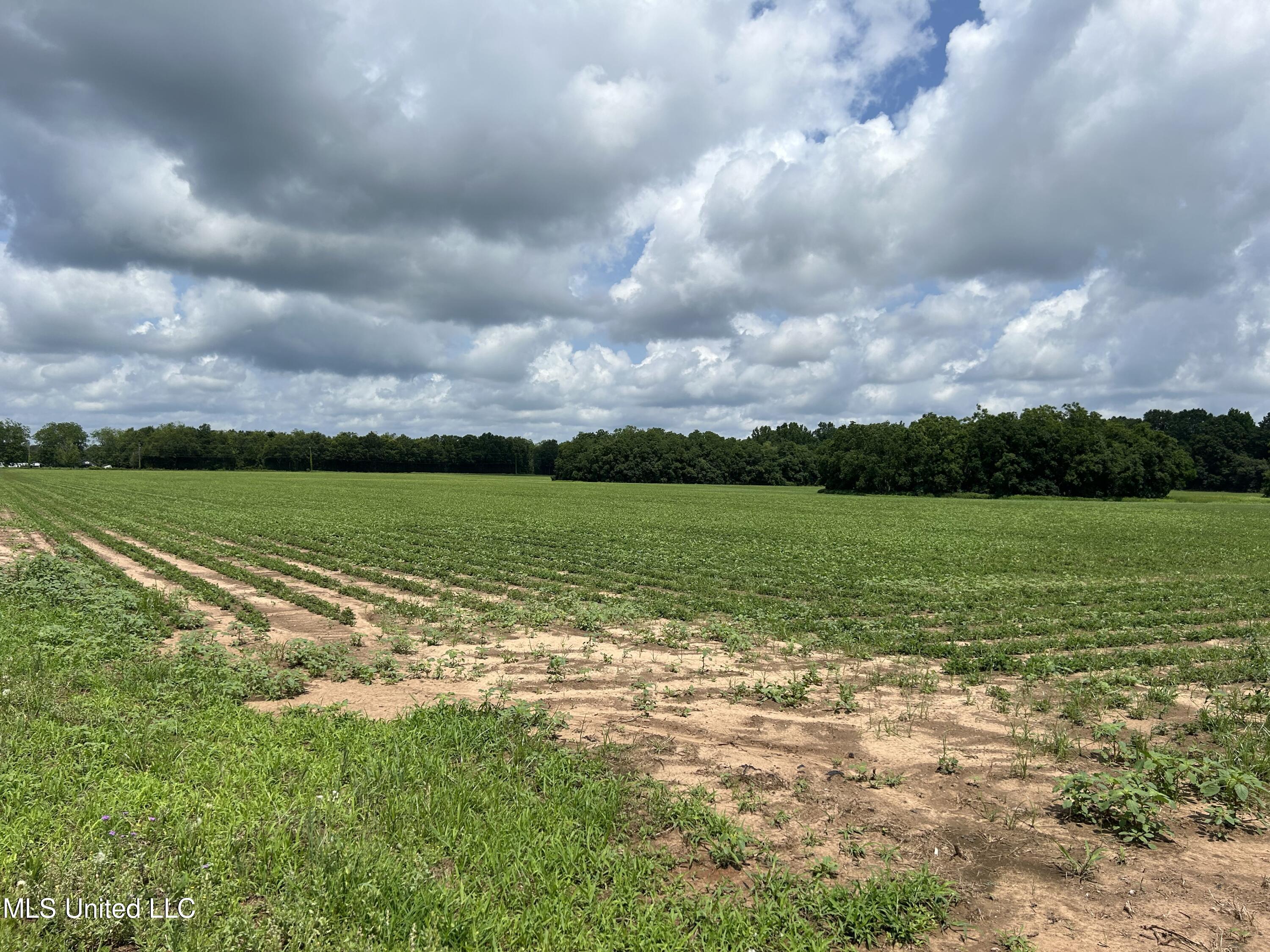 28-acres Harmon Pope Road Lucedale, MS 39452 - Photo 2 of 3 IMG_3303