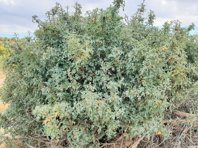 271 Thompson Cyn Road Green River, UT 84525 - Photo 14 of 26 Desert Holly bushes.