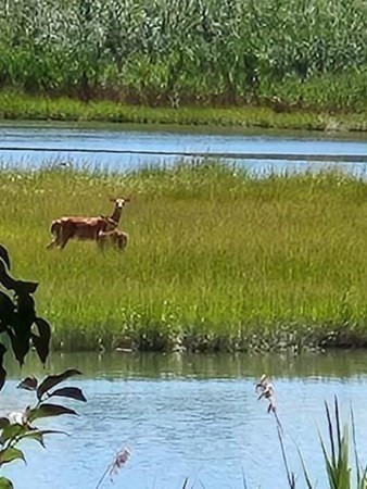 16 Eldridge Court Hingham, MA 02043 - Photo 39 of 41 a view of a swimming pool and an outdoor space