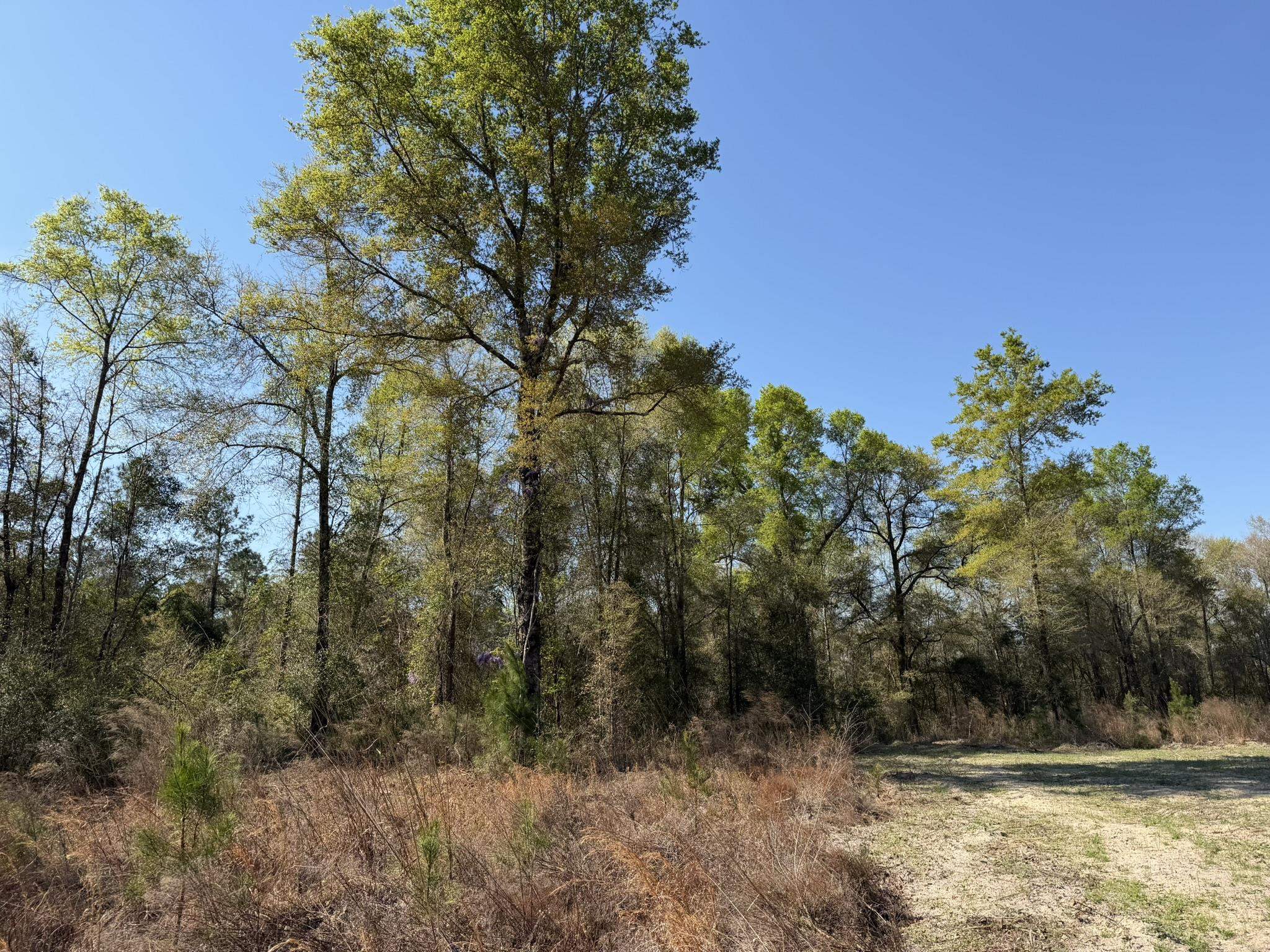 Lot 1 Amos Road Georgetown, SC 29440 - Photo 11 of 15