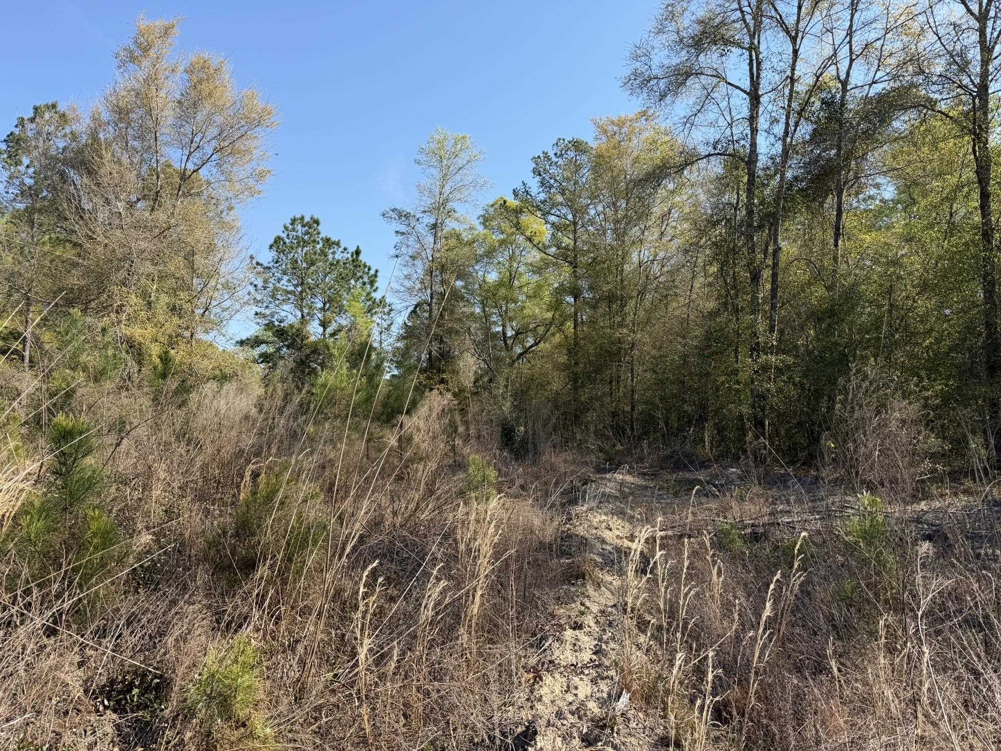 Lot 1 Amos Road Georgetown, SC 29440 - Photo 12 of 15