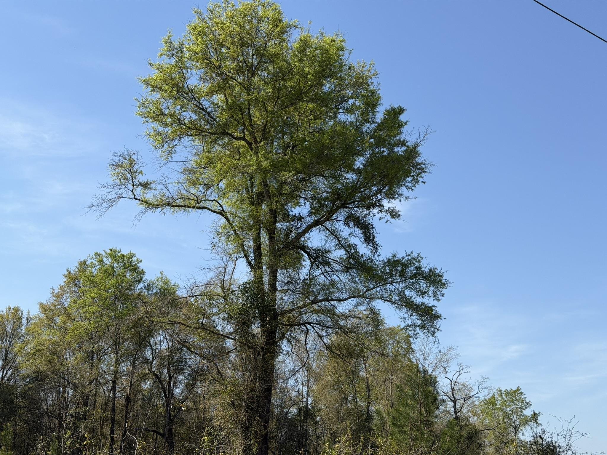 Lot 1 Amos Road Georgetown, SC 29440 - Photo 7 of 15