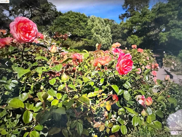 a front view of house with a garden