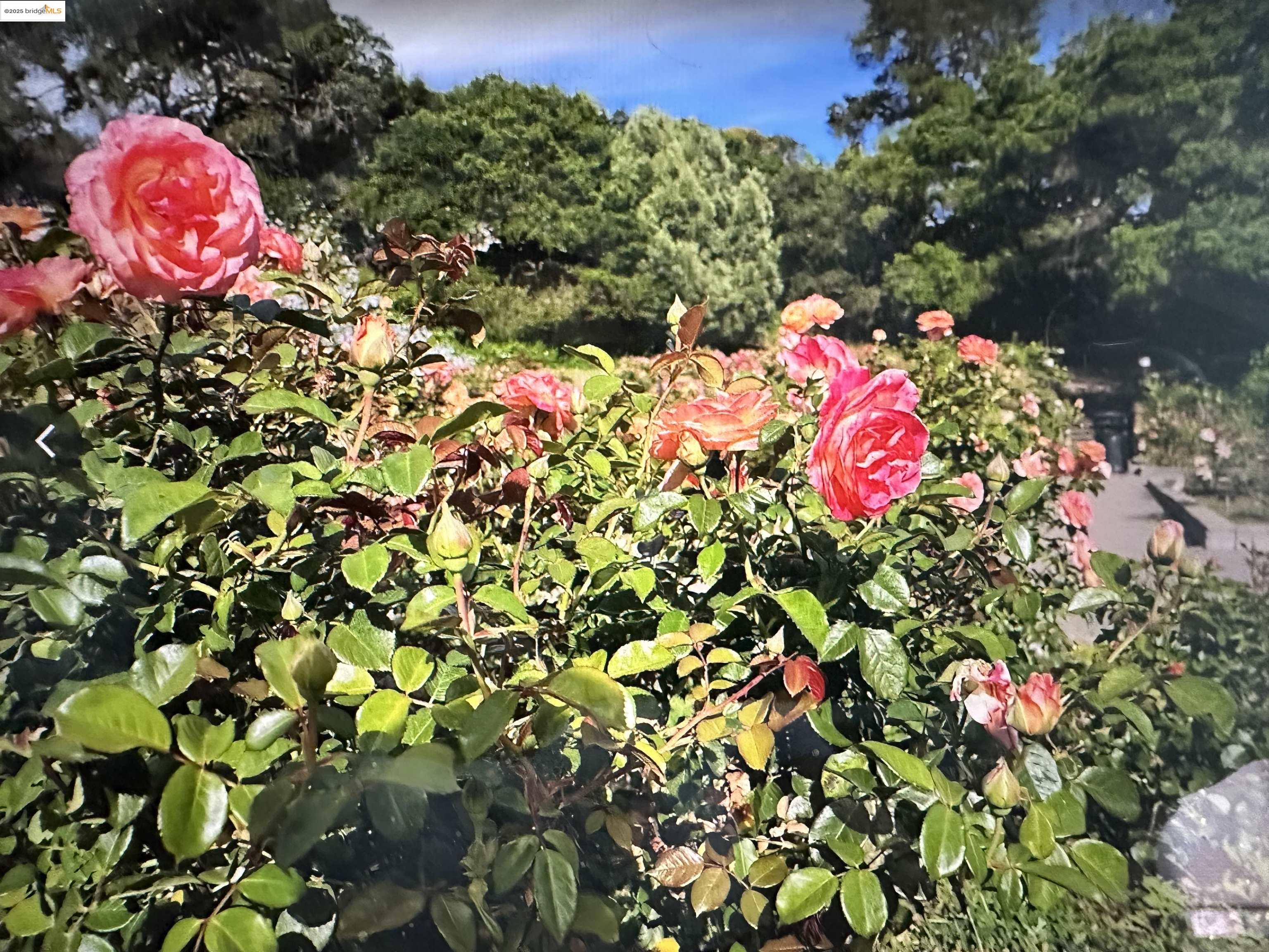 567 Oakland Avenue, Unit 101 Oakland, CA 94611 - Photo 43 of 50