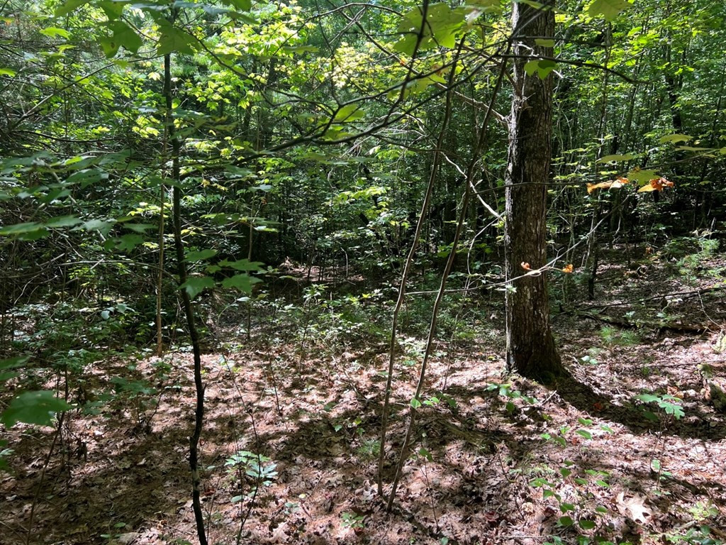 Lot 6-7 Donley Road Murphy, NC 28906 - Photo 11 of 14