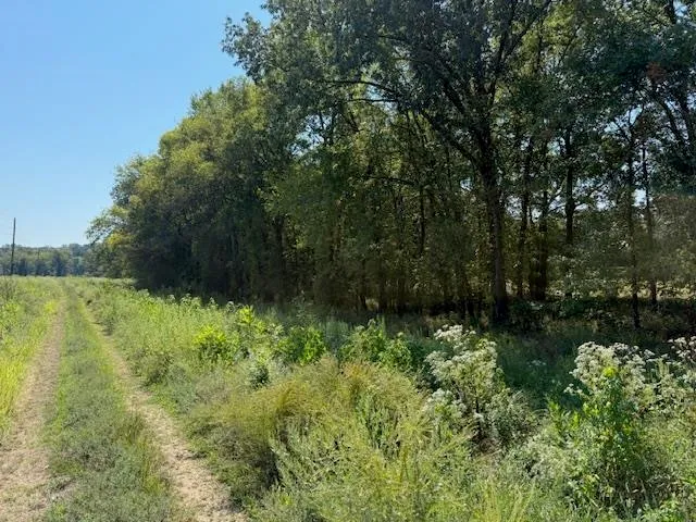 a view of a lush green forest with lots of trees