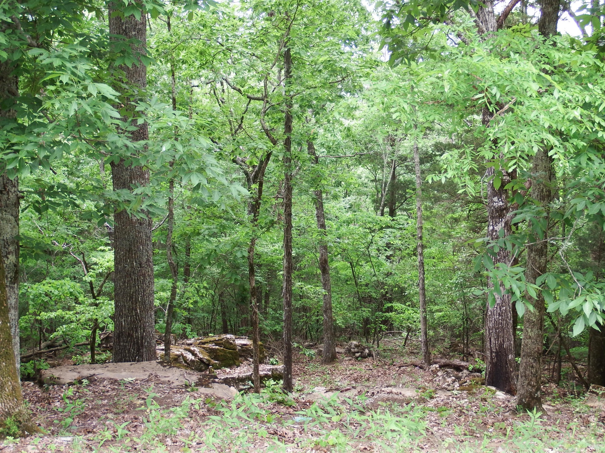 25 Bluffs Road North Guild, TN 37340 - Photo 15 of 25 Gallery Image 15