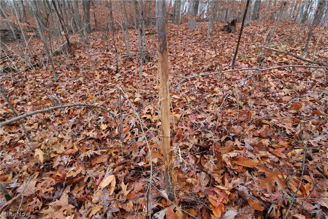 Wilson Run Road New Matamoras, OH 45767 - Photo 19 of 34 Gallery Image 19