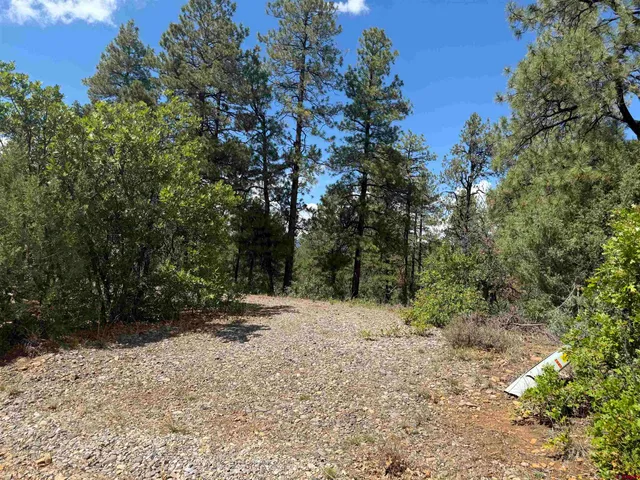 a view of a forest covered with trees