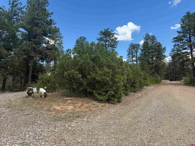 a view of a fire pit and trees in the background