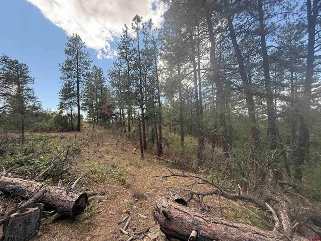 a view of a forest filled with trees