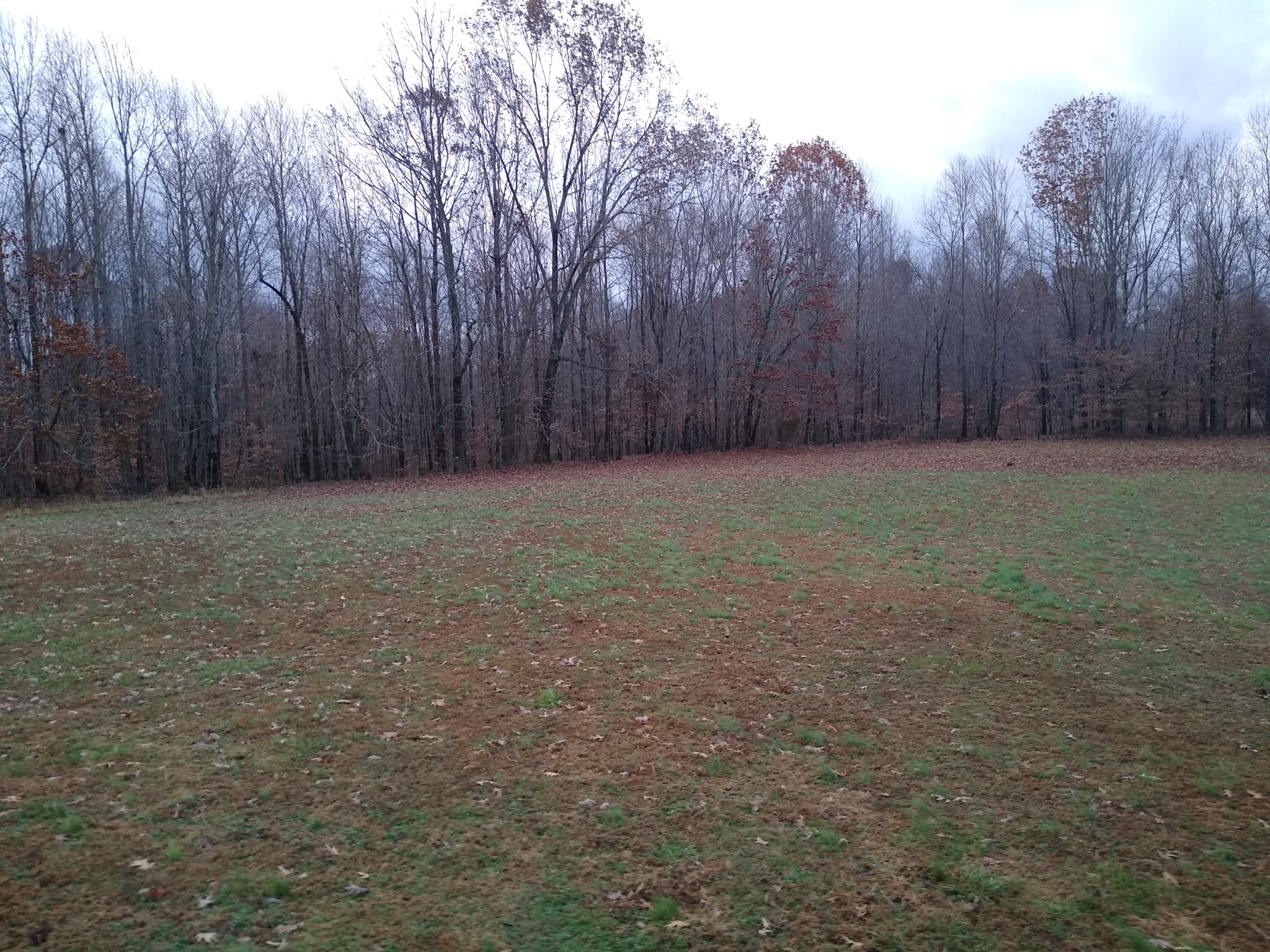 9995 Chestnut Ridge Road Lynchburg, TN 37352 - Photo 2 of 14 a view of a yard with trees