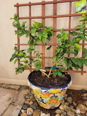 $5,000 | 817 Olive Avenue, Coronado, CA 92118