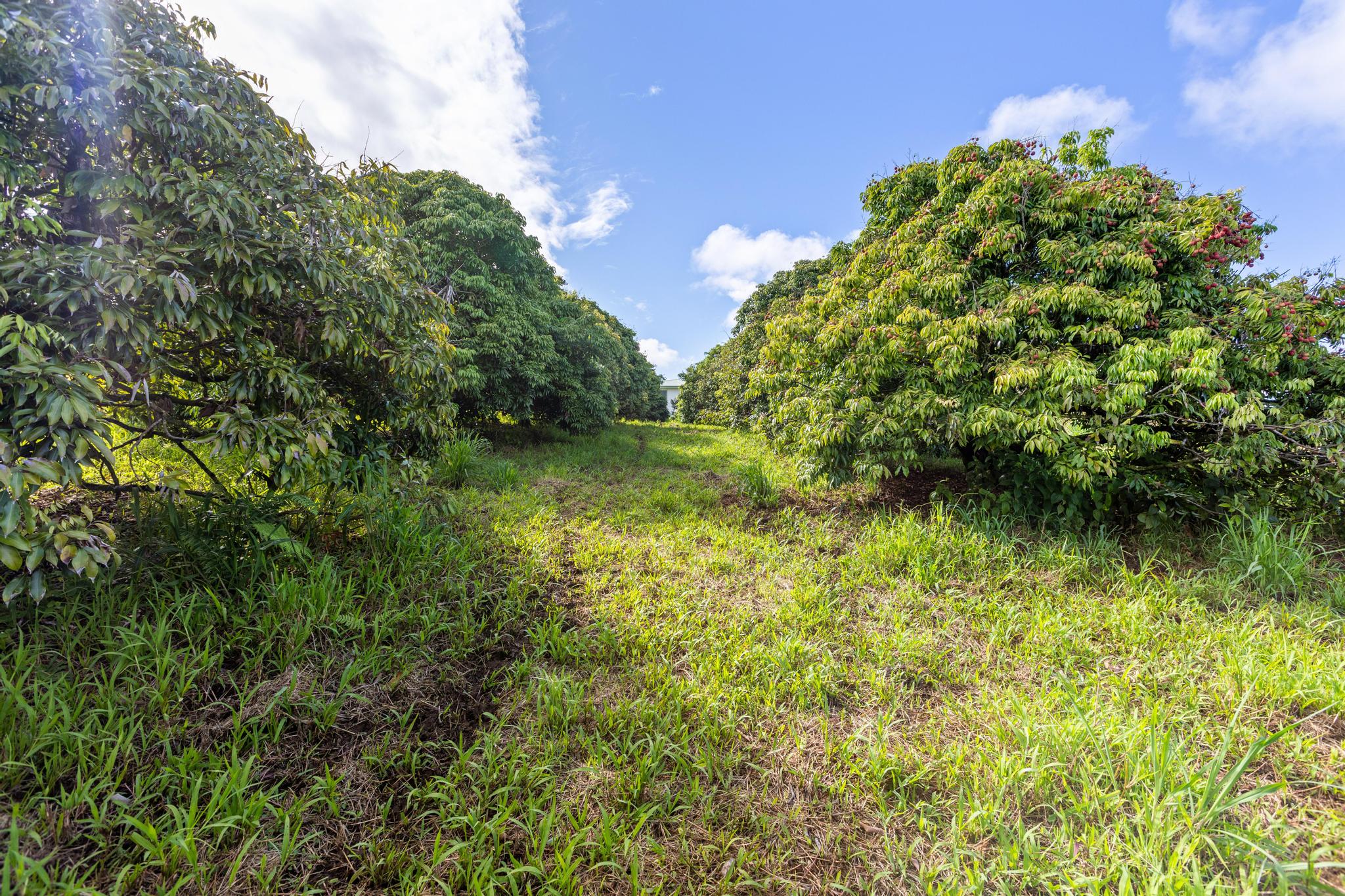29-613 Lot Road Papaikou, HI 96781 - Photo 15 of 18